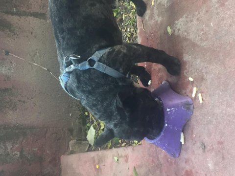 French bulldog rıfkı için yuva