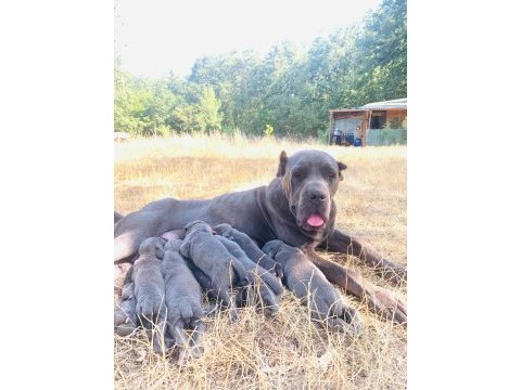 Kaliteli sağlıklı cane corso bebekler