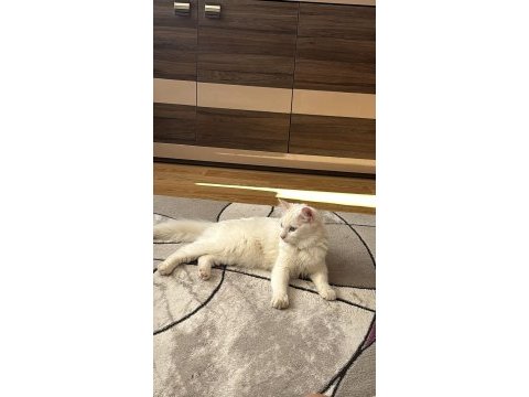 Kısır ve çipi var ankara kedisi
