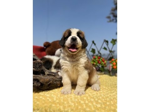 Heybeti ile göz dolduran st bernard yavrular