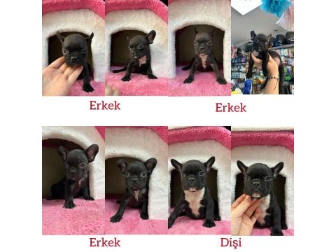 3 erkek 1 dişi fransız bulldog yavrular