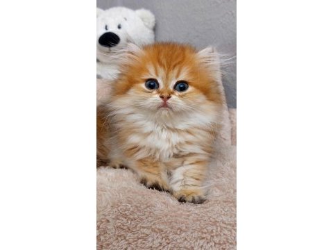 British longhair golden ny11-12 serileri a+