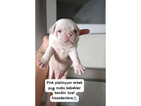 Pug mops yavrular ırk sağlık garantili