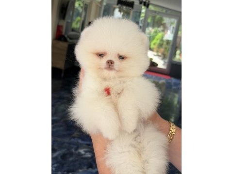 Kusursuz karbeyaz mavi gözlü pomeranian boo