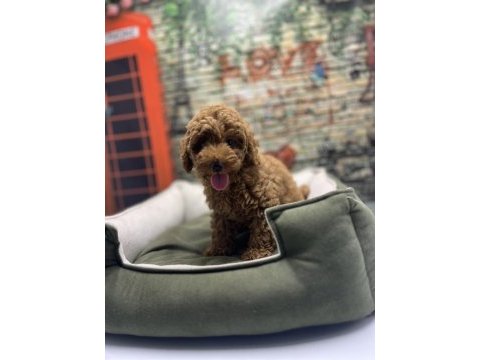 Red brown toy poodle erkek @petclubadanaa