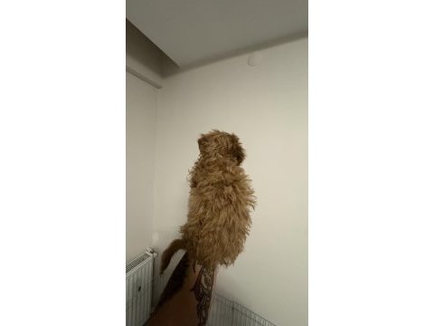 2.5 aylık maltipoo teacup