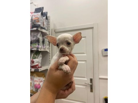 Ped eğitimli aşılı chihuahua kızlarımız