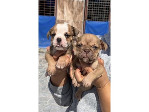İngiliz buldog sevimli yavrular 
