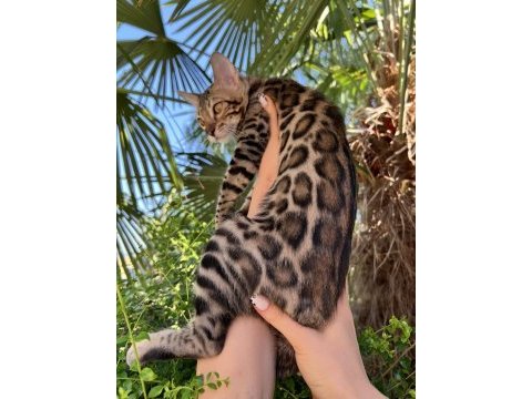 Show class brown bengal yavrular
