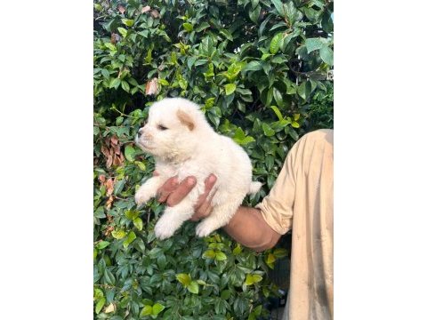 Bembeyaz chow chow yavrumuz yeni yuvasını arıyor