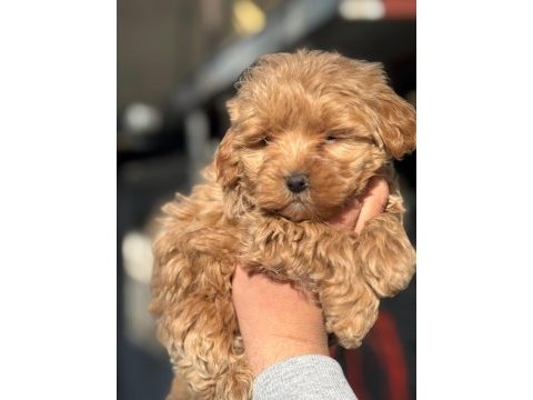 Aşılı karneli tüy dökmeyen maltipoo bebeklerimiz