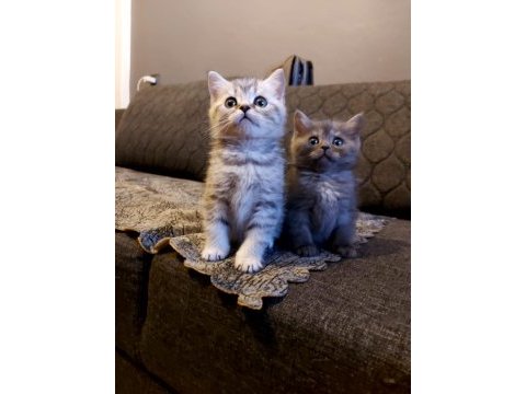 Anne altından silver british shorthair yavrumuz