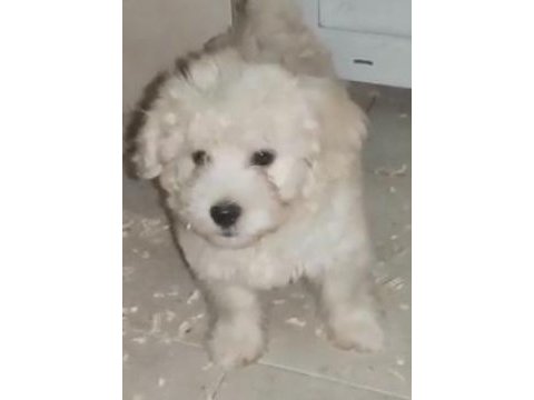 (sdk) çiftlikten sıfır numara terrier yavru