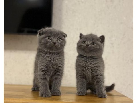 British shorthair & scottısh fıld yavrularım 