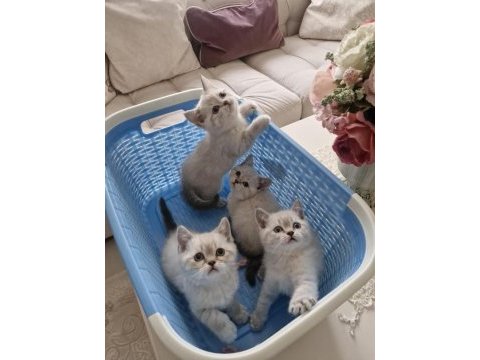 British shorthair yavrularım