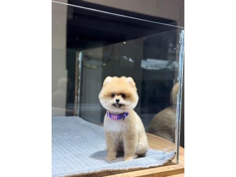 Sağlık ve ırk garantili pomeranian