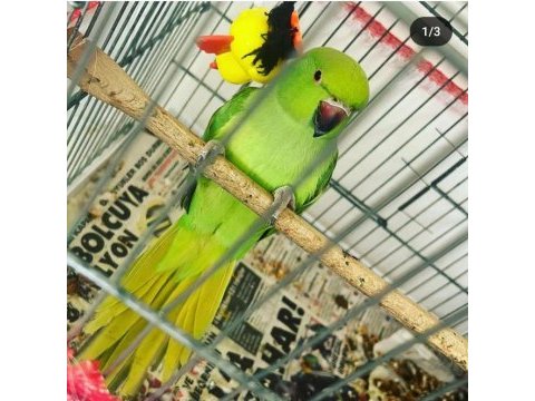 Eğitilmelik bebiş pakistan papağanlar antalya merkez