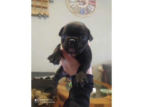 Oyuncu french bulldog yavrularımız