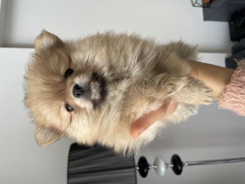 Dişi minik pomeranian