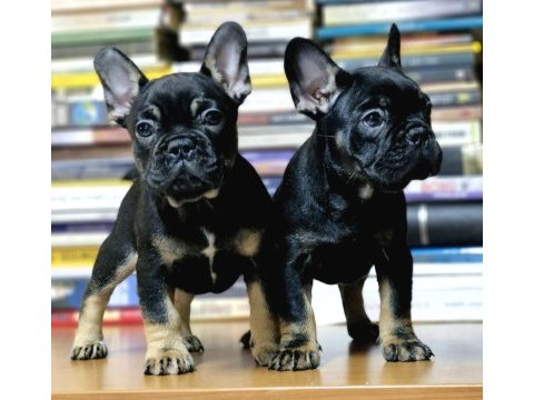 French bulldog yeni yuvasını arıyor