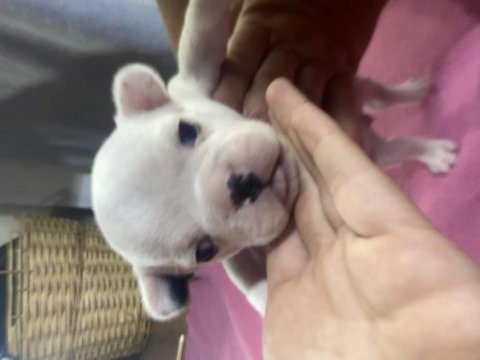 French bulldog 25 günlük yavru