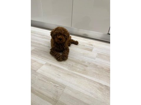 Evimizin kıvırcık poodle bebekleri sizlerle