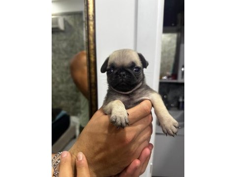 Erkek pug mops bebek köpeğimiz