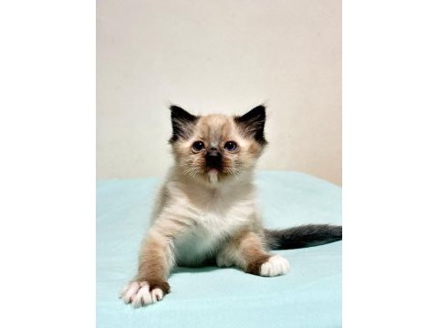 Şecereli şampiyon anne babanın ragdoll bebeklerı