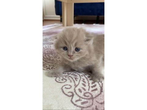 Uzun tüylü scottish fold
