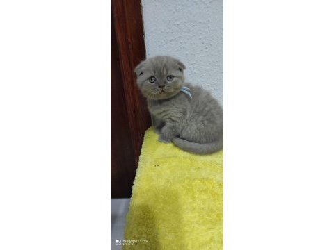 Güzel scottish fold