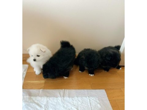 Pomeranian nadir renklerde oyuncu kardeşler
