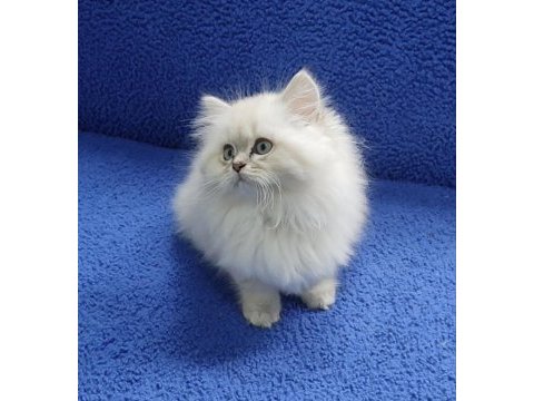 İstanbul içi 7/24 adrese teslim longhair british ponçik 