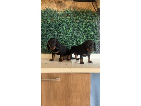 Klasik rengi ile mini dachshund