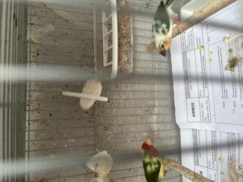 Ağır parçalı parrot ispinozu