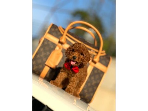 Çiftlikten poodle yavrularımız dişi ve erkek