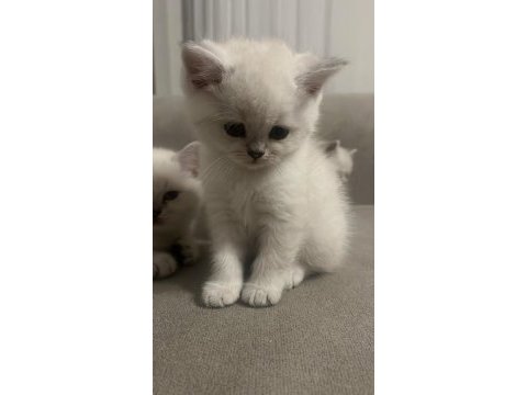 Mavi gözlü british shorthair boncuklar yuva arıyor
