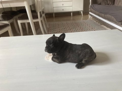 3 dişi ve 1 erkek french bulldog yeni sütten kesildi