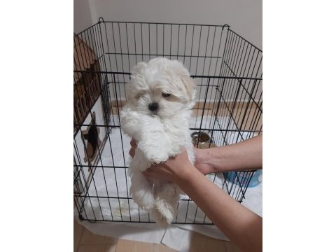 Şecereli korean maltese yavrular 2 erkek 1 dişi