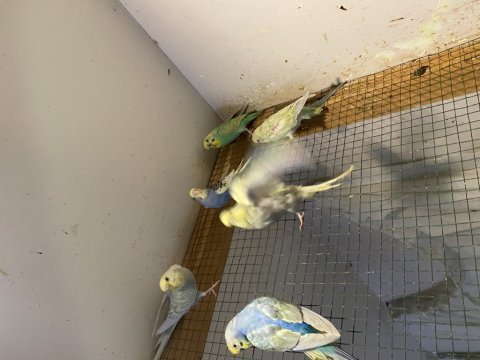 4 adet yavru muhabbet kuşu rainbow dişi ve erkek.