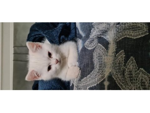 Sahibinden babalık hakkımız british shorthair erkek yavru