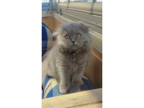 5 aylık scottish fold