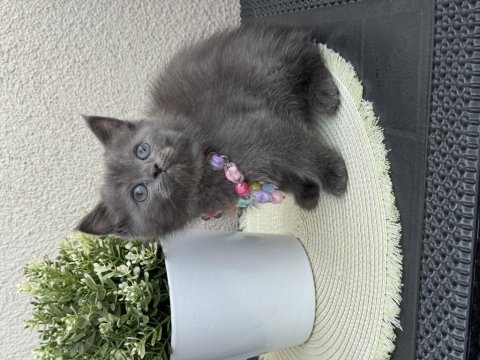 British shorthair yavrular