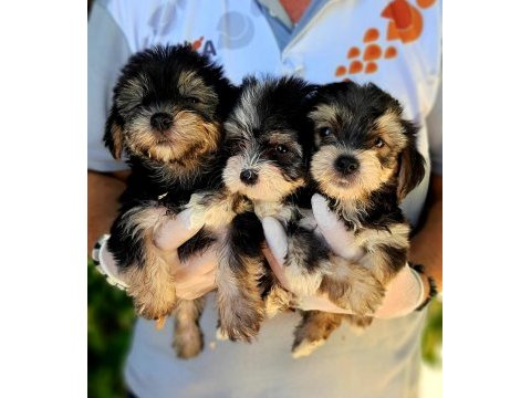 Morkie yavrularımız harika bebişler