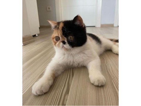 Exotic shorthair 5 aylık