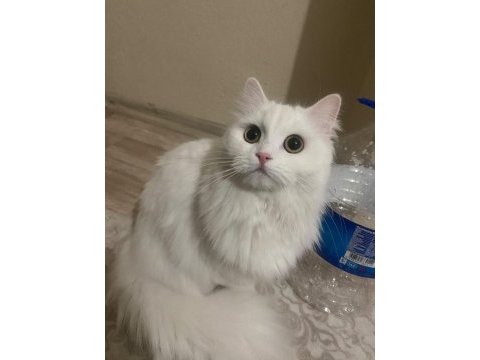 Ömürlük yuva arayan 2 british longhair