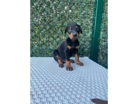 A kalite doberman köpekleri