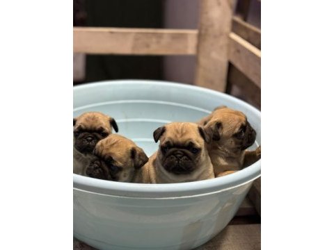 Show class pug mops bebekler