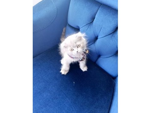 Scottish fold şov kalite