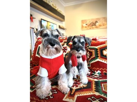 Fcı pedigreeli miniature schnauzer yavruları