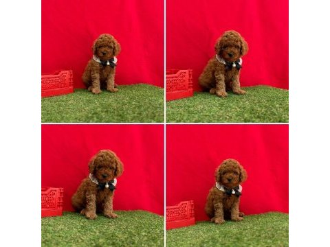 Toy poodle yavrularımız ömürlük aileleri bekliyor